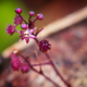 Sciaphila sugimotoi.